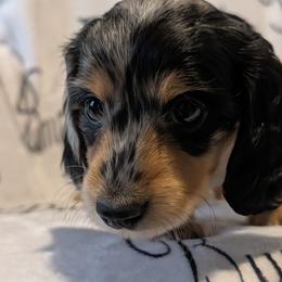 Female 2 - Dapple female Dachshund puppy in Columbus, Ohio from Bumpkins Dachshunds