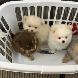 Pomeranian puppies from Sheree’s Pomeranians