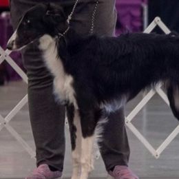 Silken Windhounds from Infinite Paws-Abilities
