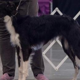 Silken Windhounds from Infinite Paws-Abilities