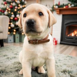 Prince Humperdink - Brown Collar - Yellow male Labrador Retriever puppy in Cocoa, Florida from Harrison's Lakeside Labradors LLC