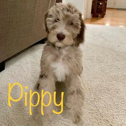 Bernedoodle and Goldendoodle All Grown Up from A.N.A. Doodles