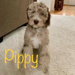 Bernedoodle and Goldendoodle All Grown Up from A.N.A. Doodles