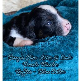 Ruffles - female Australian Mountain Doodle puppy in Port Orchard, Washington from Yukon Harbor Doodles