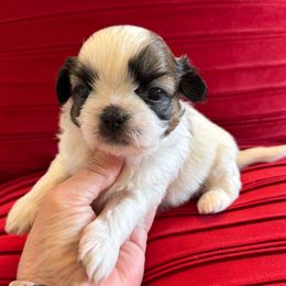 Golden Goose- AKC Champion Bloodline - Gold and white male Shih Tzu puppy in Long Beach, California from Prieto Shih-Tzu's