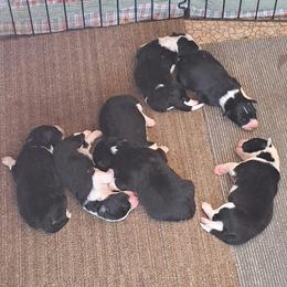 Boy 4 - male Border Collie puppy in Oregon from Shane Harley Stock Dogs