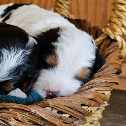 Bingo - Tri-color female Bernedoodle puppy in Granton, Wisconsin from Rose River Farms
