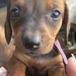 Dachshunds from AZ DESERT DACHSHUNDS
