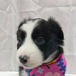 (Zola) Zola - Black and white female Border Collie puppy in Max, Nebraska from Stag Valley Homestead