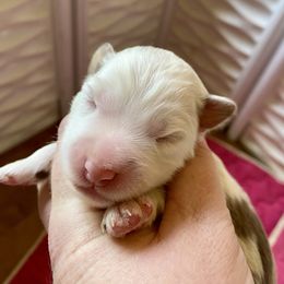 Cedar - Red merle male Miniature Australian Shepherd puppy in Gatesville, Texas from Southern Promise Aussie’s