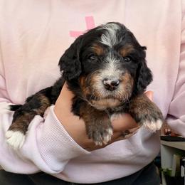 Cocoa - Tri-color female Bernedoodle puppy in Peoria, Arizona from Wroth's Paws