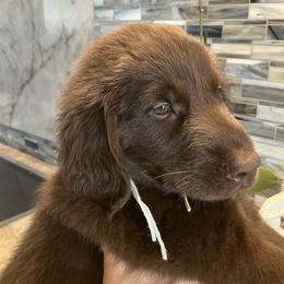 White - Liver female Flat-Coated Retriever puppy in Kaanapali, Hawaii from Kaia Golden Flat Coat
