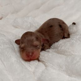 Lyra - Dapple female Dachshund puppy in San Diego, California from Enchantables