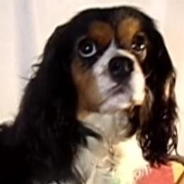 Toby - Cavalier King Charles Spaniel