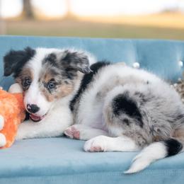 Chenille - Blue merle female Border Collie puppy in Conway, Missouri from 2J 2K Border Collies | Maremma Sheepdogs