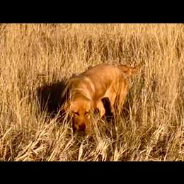 Teeter - Labrador Retriever