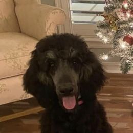 Assorted Doodle Crosses and Poodle All Grown Up from Gemstone Poodles and Doodles