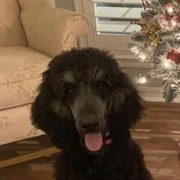Assorted Doodle Crosses and Poodle All Grown Up from Gemstone Poodles and Doodles