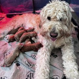 General litter picture, no individuals yet - Red  male Goldendoodle puppy in Austin, Texas from Central Texas Doodles