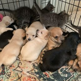 Chihuahua Puppies from Van Ausdoll Kennels