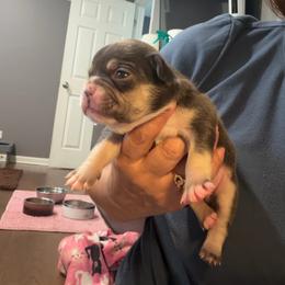 Honey - Tricolors female French Bulldog puppy in Bolingbrook, Illinois from Flores Frenchies