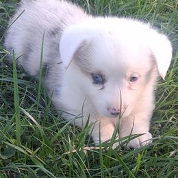 Chaos - Blue male Pembroke Welsh Corgi puppy in Hillsville, Virginia from Bonderosa Kennels