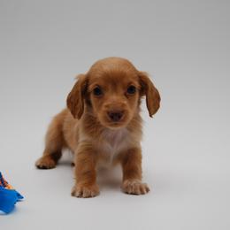 AKC Duke - Red male Dachshund puppy in Billings, Missouri from Bundles of Joy