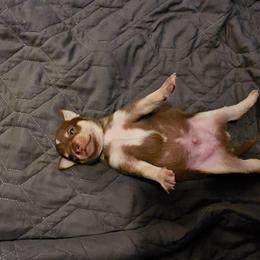 Boy 3 - Chocolate and tan male Chihuahua puppy in Meridian, Oklahoma from Crazy Love Kennels