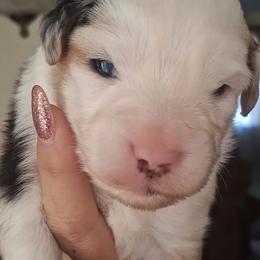 Bailey - Blue merle female Miniature Australian Shepherd puppy in Copperas Cove, Texas from Aussies Acre
