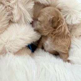 Blue - Apricot male Poodle puppy in Saginaw, Texas from Pawcious Poodles