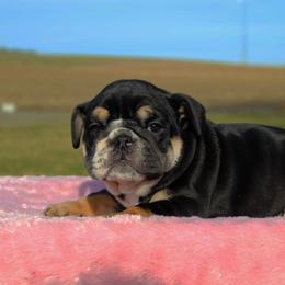 Boxer, Bulldog, and French Bulldog Puppies from Hillview Kennels