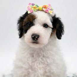 Mary-Grace - Parti female Poodle puppy in Willacoochee, Georgia from Kitandkboodle's Doodles