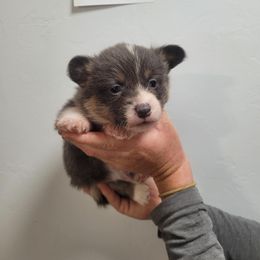 Bluie male (3) - Blue Pembroke Welsh Corgi puppy in Tucson, Arizona from Little Reds Corgis