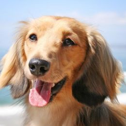 Rosie - Dachshund