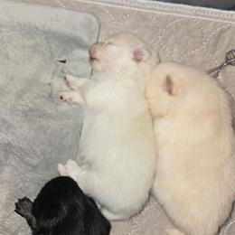Zoie - White female Pomeranian puppy in Newport News, Virginia from Itty Bitty Poms