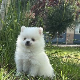 Pomeranian Puppies from Puppy Love Heaven