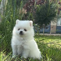 Pomeranian Puppies from Puppy Love Heaven