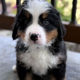 Snickers - Tri-color male Bernese Mountain Dog puppy in Gardner, Kansas from Faith and Family Farm