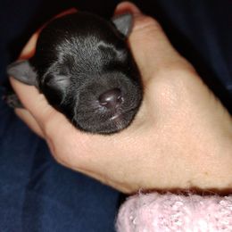 Boy 1 - Black male Havanese puppy in Kinston, North Carolina from Court Jester Havanese and Prissy Diva Russian Salon Dogs