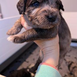 Robin, purple - Brown merle female Aussiedoodle puppy in Grand Haven, Michigan from Happy Hippy Doodles