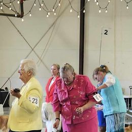 Australian Cattle Dog and French Bulldog Puppies from Sugarloaf French bulldogs and Australian cattle dogs