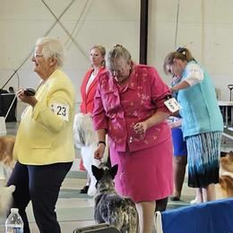 Australian Cattle Dog and French Bulldog Puppies from Sugarloaf French bulldogs and Australian cattle dogs