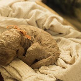 Honey - Red  female Goldendoodle puppy in Georgia from Mother of Golden Doodles