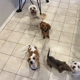 Dachshund Puppies from HP Dachs