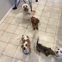 Dachshund Puppies from HP Dachs