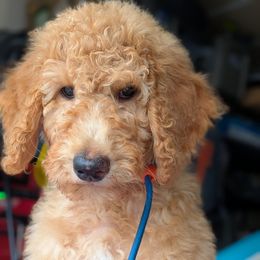 Purple Collar - Apricot female Goldendoodle puppy in Olympia, Washington from Sinclairdoodles
