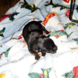Boy 1 - Black and tan male Chihuahua puppy in Ashland, Mississippi from Hope's pups