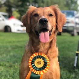 Golden Retrievers from UpSouth Golden Retrievers