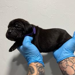 Female 2 - Black female Cane Corso puppy in Cashion, Oklahoma from APEXOK Cane Corsos LLC