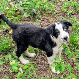 Jax - Black and white male Border Collie puppy in Custer, South Dakota from Pinpoint Border Collies